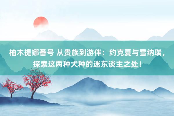 柚木提娜番号 从贵族到游伴：约克夏与雪纳瑞，探索这两种犬种的迷东谈主之处！