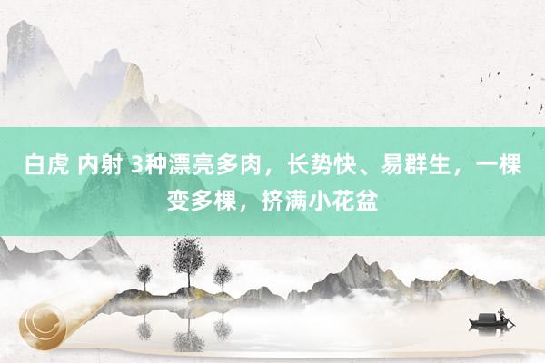 白虎 内射 3种漂亮多肉，长势快、易群生，一棵变多棵，挤满小花盆